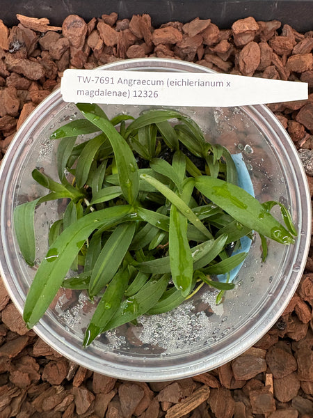FLASK Angraecum (eichlerianum x magdalensis)