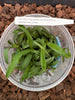 FLASK Angraecum (eichlerianum x magdalensis)