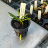 Angraecum peyrotii
