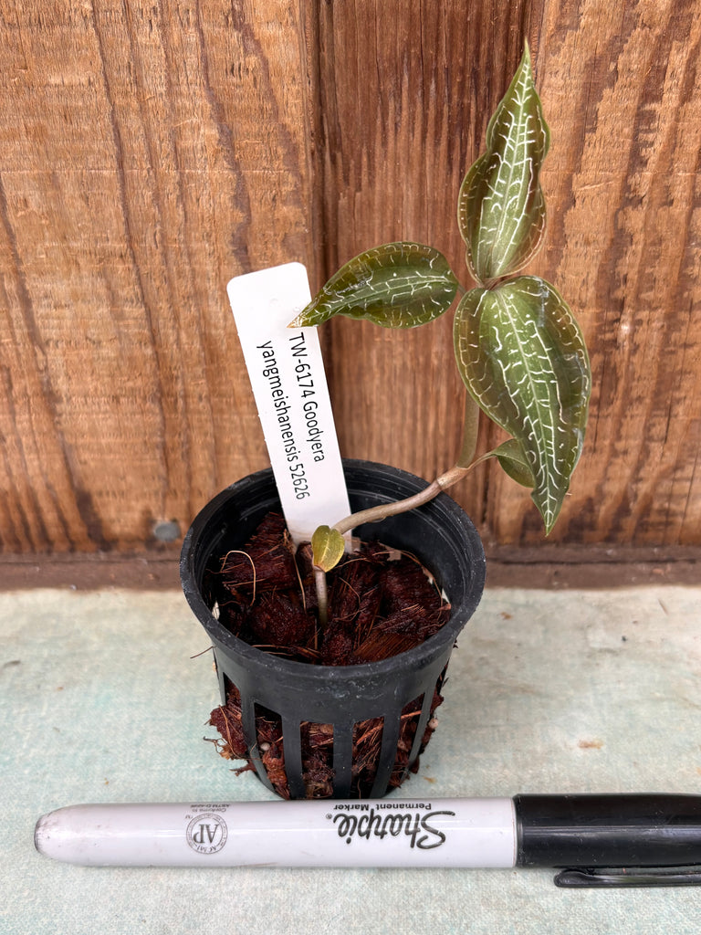 Goodyera yangmeishanensis  JEWEL ORCHID