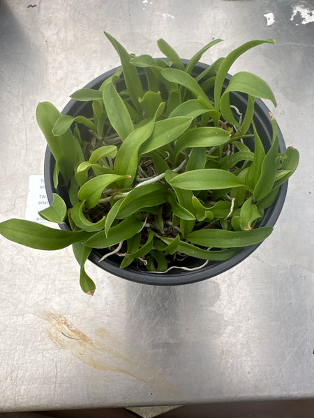 Compot Cattleya intermedia v coerulea
