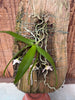 Thrixspermum saruwatarii
