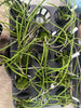 Dendrobium calamiforme