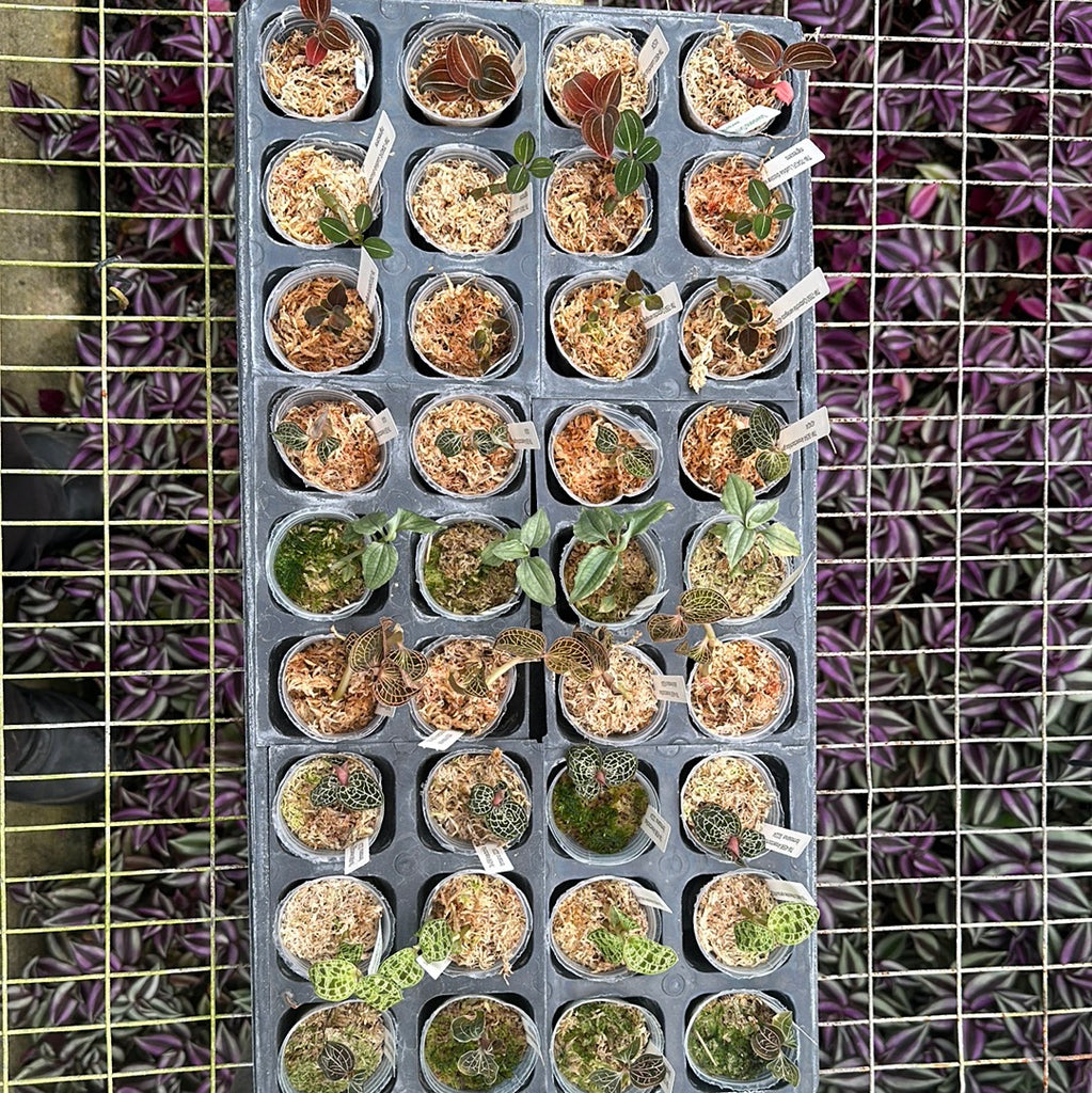 Jewel Orchids — Tray Collection