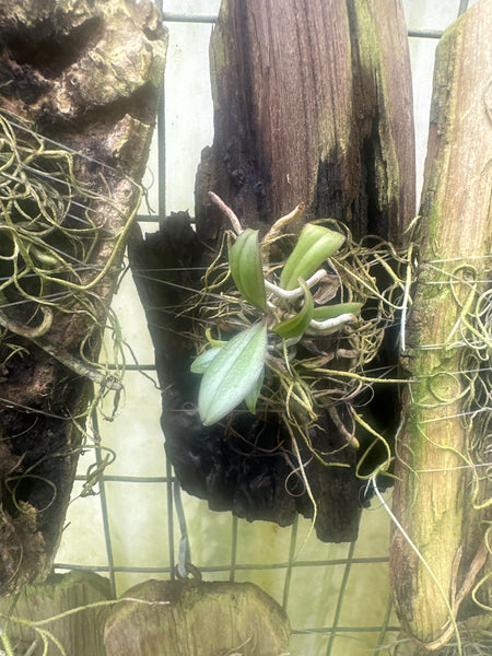 Phalaenopsis Venus x chibae