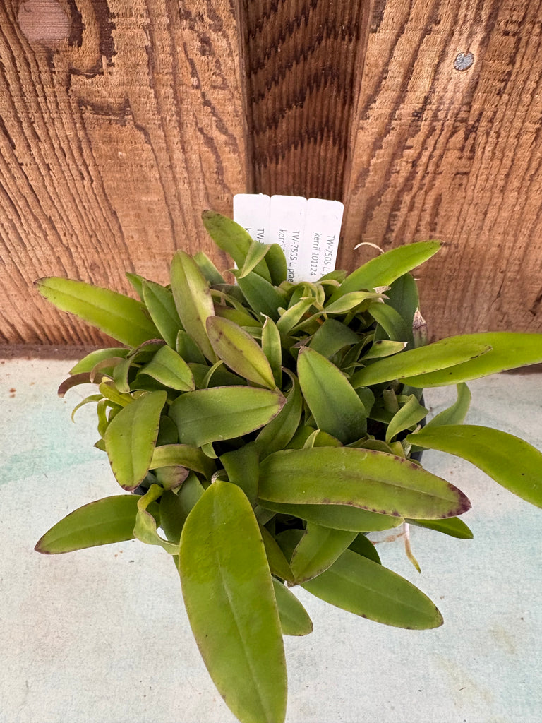 COMPOT Laelia praestans alba x C. kerrii