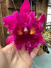 Rlc. Caotun Beauty