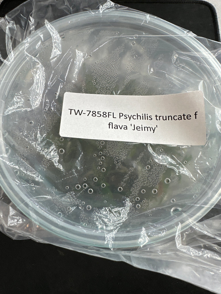FLASK Psychilis truncate flava ‘Jeimy’
