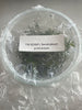 FLASK Dendrobium protractum