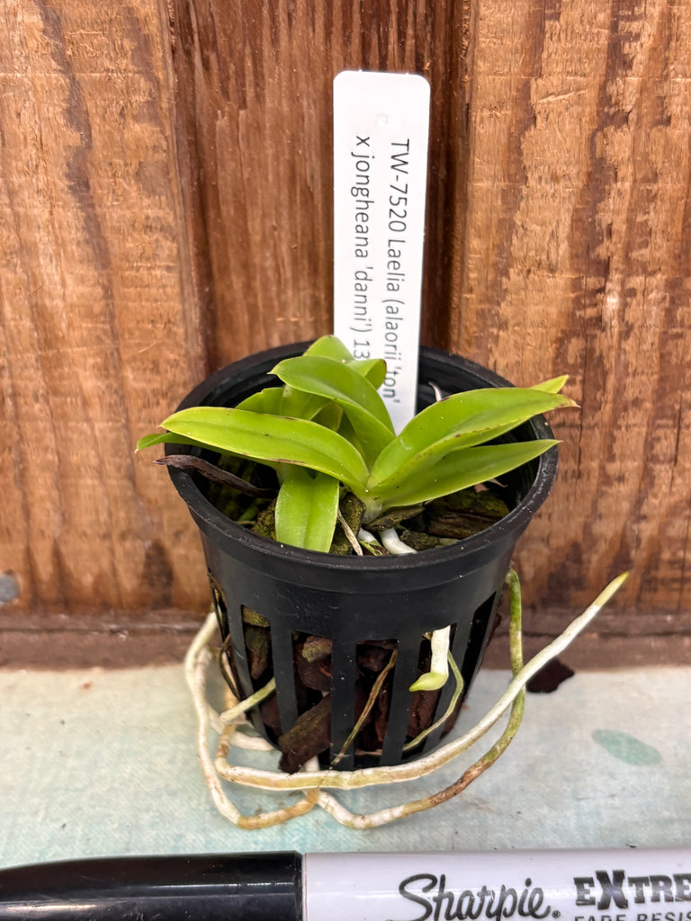 Laelia (alaori x jongheana)