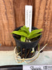 Laelia (alaori x jongheana)
