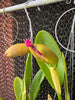 Rlc.Chief Queen Lighting
