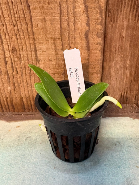 Phalaenopsis  hygrochila