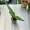 Angraecum sesquipedale