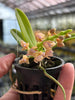 Tubecentron LOC Cajun Girl (Tubecentron Niu Girl x Tuberolabium kotoense)