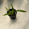 Laelia pumila