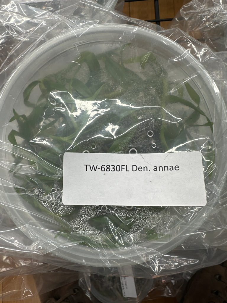 Flask Dendrobium annae