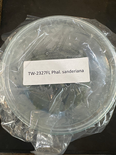 FLASK Phal sanderiana