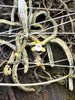 Taeniophyllum obtusum