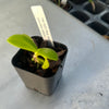 Phalaenopsis equestris fma. coerulea