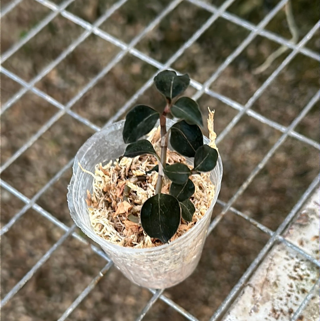 JEWEL ORCHID — Anoectochilus sp. ‘Wizzard of Oz’