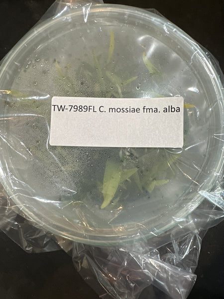 Flask C mossiae f alba