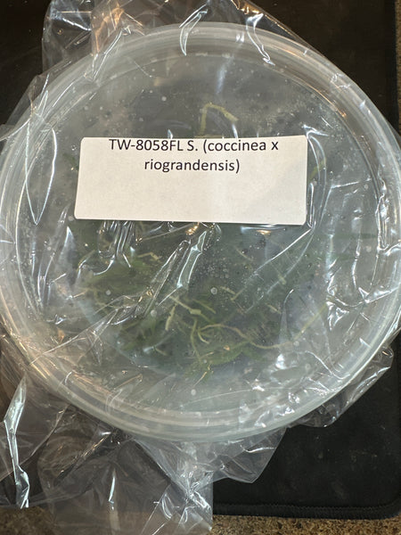 Flask S. (coccinea x riograndensis)