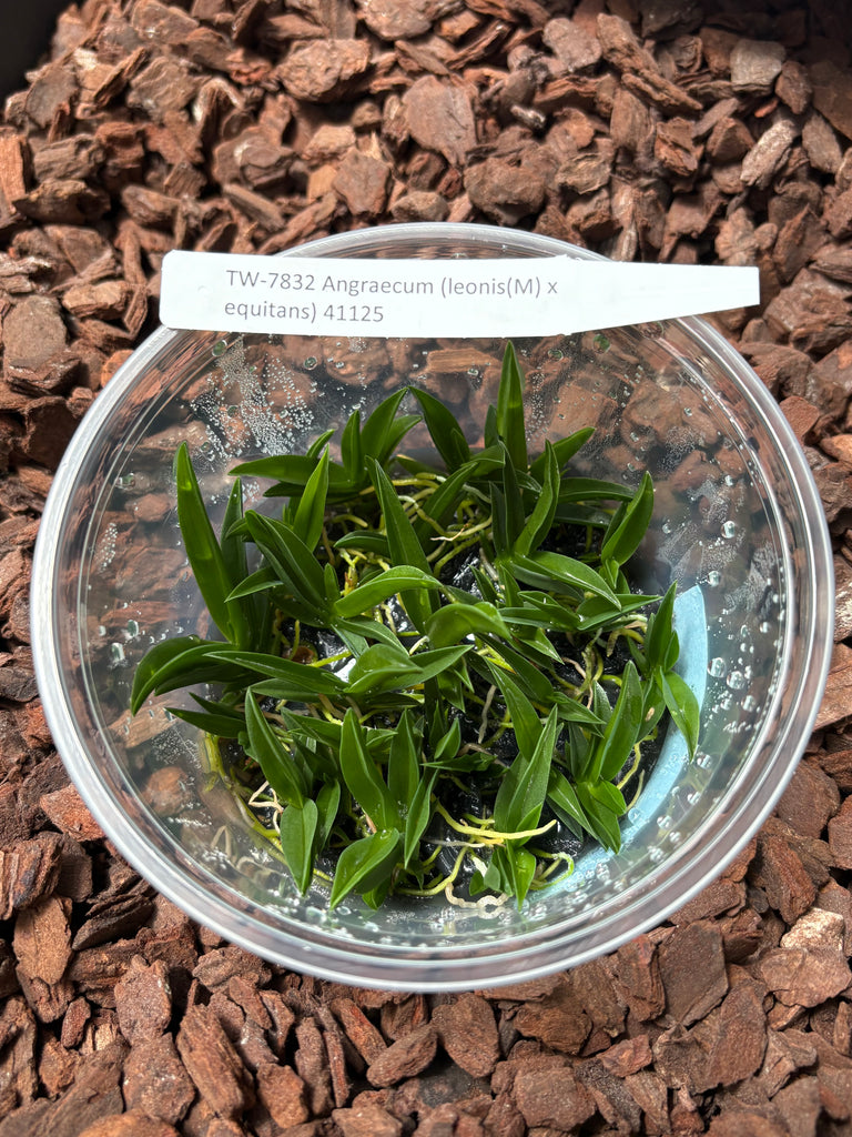 FLASK   Angraecum (leonis(M) x equitans)