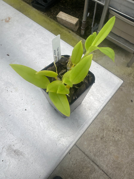 Dendrobium antennatum fma. albescens
