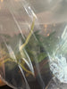Flask Aerides odorata