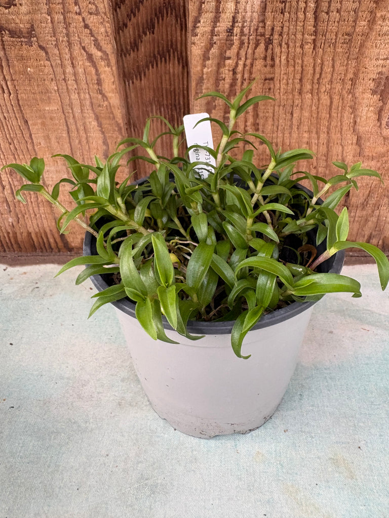 COMPOT Dendrobium victoria-reginae