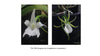 FLASK Angraecum (magdalene x praestans)