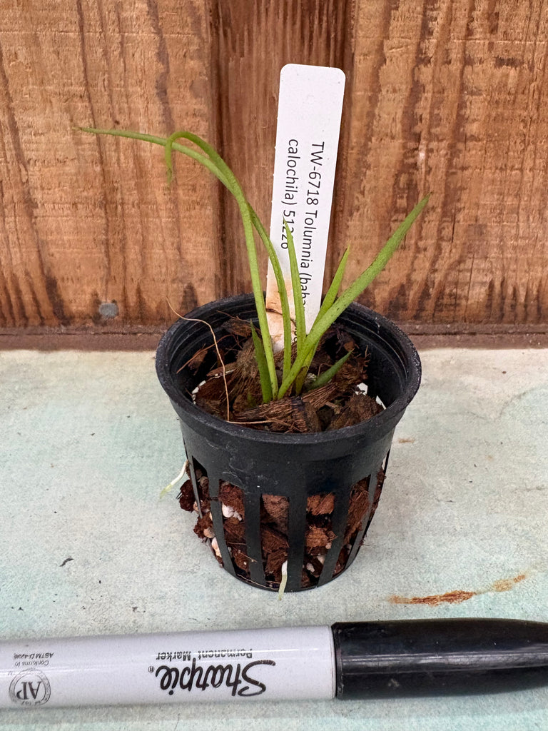 Tolumnia (bahamense x calochila)