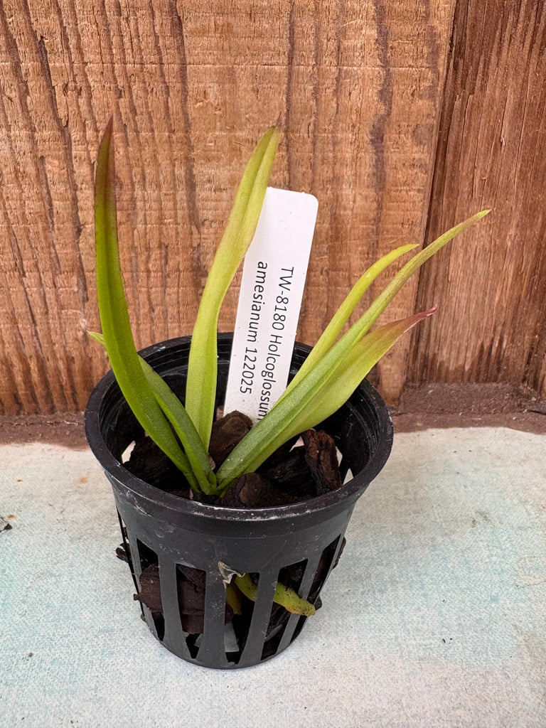 Holcoglossum amesianum