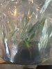 Flask Vanda tricolor