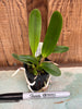 Laelia purpurata fma sanguinea (4N)
