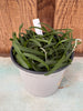 COMPOT Vanda roeblingiana