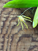 Thrixspermum acuminatissimum