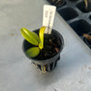 Bulbophyllum makoyanum