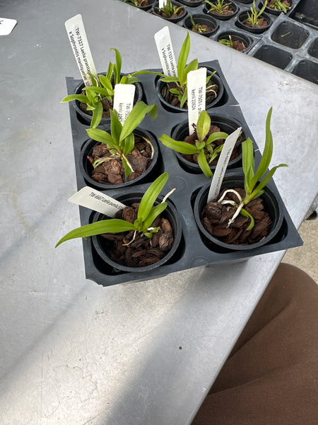 Laelia 6 Pack Sampler