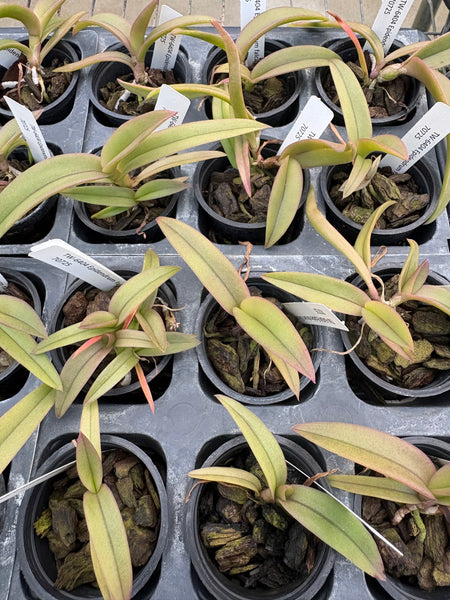Epidendrum falcatum