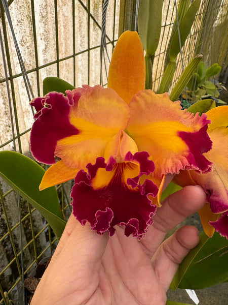 Rlc.Chief Queen Lighting