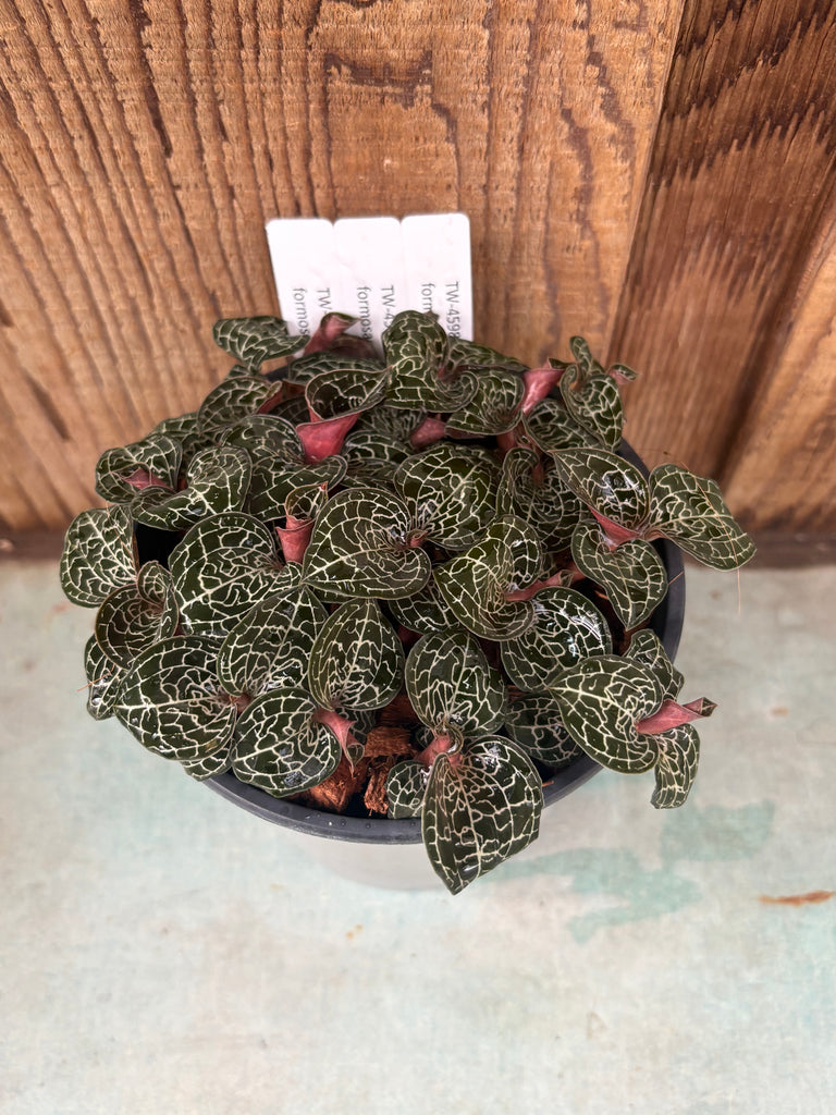 COMPOT Anoectochilus formosanus (4N) JEWEL ORCHIDS