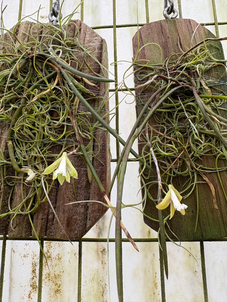 Dendrobium mortii