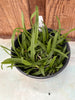 COMPOT Vanda Paki (tricolor ‘Tenshin’ x cristata)