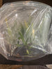 Flask C mossiae f alba