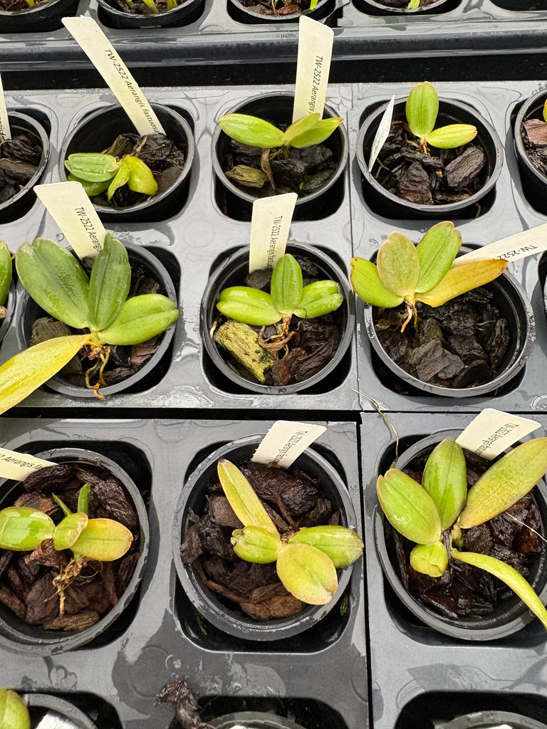 Aerangis fastuosa
