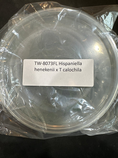Flask Hispaniella henekenii x T calochila