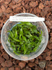 FLASK Den. tetragonum fma. alba 