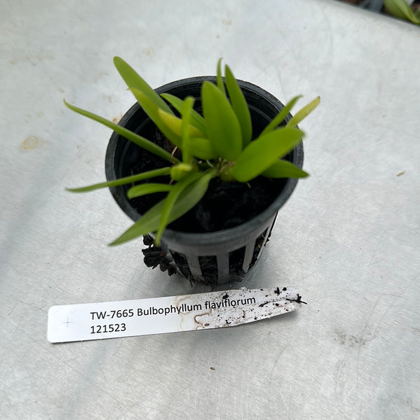 Bulbophyllum flaviflorum